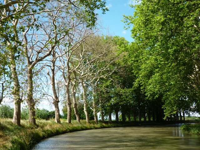 Dying plane trees on the Canal du Midi