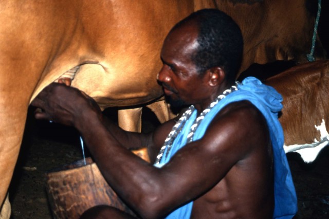 Milking by night in the desert near Ayoun el Atrous