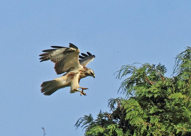 Buzzards pose a threat to several species on the Downs. Credit: David White