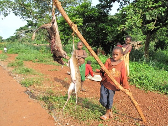 Porcupine and antelope for sale on the road back to Yaounde